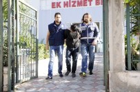 UYUŞTURUCU BAĞIMLISI - Kapı Göbeklerini Kırarak Hırsızlık Yapan Şahıs Yakalandı