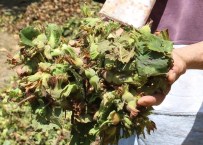 Ordu'ya 1.5 Milyar Lira Fındık Desteği