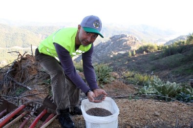 (Özel) Marmaris'te Yanan Orman Alanlarına Ekilen 2 Milyon Tohum Yeşerdi