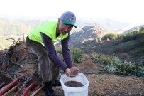 (Özel) Marmaris'te Yanan Orman Alanlarına Ekilen 2 Milyon Tohum Yeşerdi