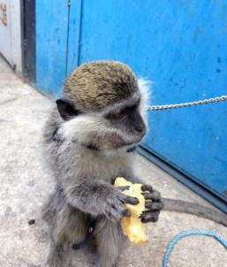 Saldırgan Maymunun Sahibi Beraat Etti
