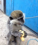 Saldırgan Maymunun Sahibi Beraat Etti