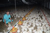 TAVUK ÇİFTLİĞİ - Tavukçuluk, Darende Ekonomisine Büyük Katkı Sağlıyor