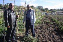 UZUN ÖMÜR - Goji Berry Bitkisi Kanser Tedavisinde Etkili Oluyor