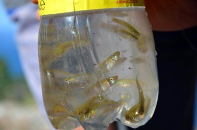 Sivrisinekle Balıklı Mücadele