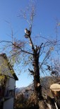 ERICEK - Ağaçta Mahsur Kalan Kediyi İtfaiye Kurtardı