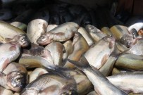 İNCİ KEFALİ - Ahlat'ta En Çok İnci Kefali Satılıyor