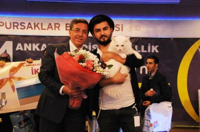 Ankara En Güzel Kedisini Seçti