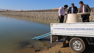 Cip Barajına 100 Bin Yavru Sazan Bırakıldı