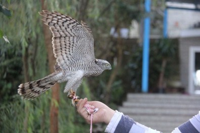 Rize'de Atmacalar Doğal Yaşama Bırakıldı