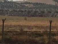 IŞİD - Türkiye ve ABD o bölgeleri geri aldı