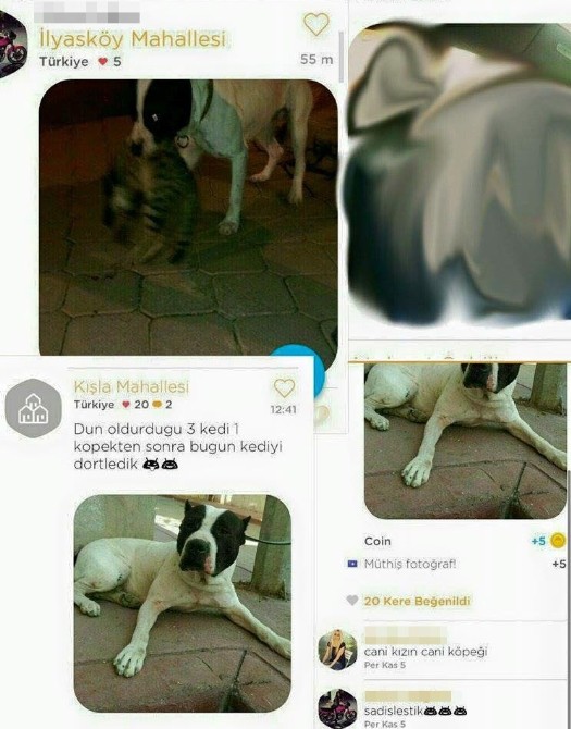 Dehşet fotoğrafları paylaşan genç kıza rekor ceza