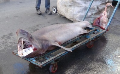 Balıkçıların Ağına 3 Metre Boyunda Köpek Balığı Takıldı