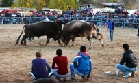 Boğalardan Muhteşem Final