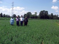 Hibe Tohumlar Çiftçileri Kurtardı