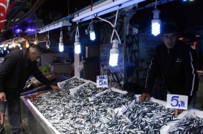 Karadeniz'de Hamsi Bereketi Yaşanırken Palamut Kayboldu