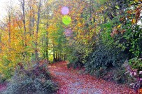 KENT ORMANI - Zonguldak'ta Sonbahar