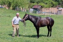 SOKAK HAYVANI - 5 Bin Lira Maaşlı AT Çobanının Yakaladığı 'Başıboş Atlar' Satılıyor