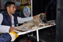 GAZİANTEP HAYVANAT BAHÇESİ - Ayağından Yaralanan Köpeğin Yardımına Hayvan Ambulansı Yetişti