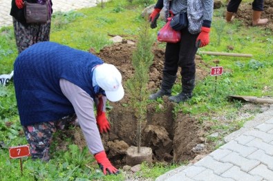 Biga Belediyesi Mezarlıklara Kara Servi Ağacı Dikti
