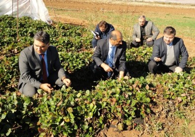 Elazığ'da Çilek Üretimi Geliştiriliyor