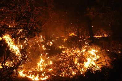 Kastamonu'da 250 Hektar Ormanlık Alan Yandı