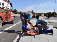 SOKAK KÖPEĞİ - Kocasinan Belediyesi Yaralanan Hayvanların İmdadına Koşuyor