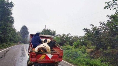 Patpatta İneklerle Tehlikeli Yolculuk