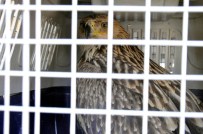 ERTUĞRUL AVCI - Kaya Kartalları Doğayla Buluştu