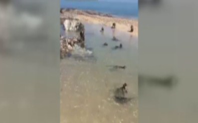 Onları Hiç Böyle Görmediniz