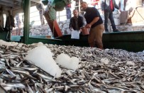 Hamsi İhracatında Dev Artış