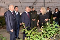 BEKIR ATMACA - Vali Çakacak, Kesme Gül Üretim Tesisini Gezdi