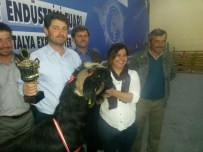 KÜÇÜKKÖY - Fuarda Damızlık Keçi Yarışması