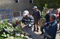 YAMAÇLı - Nazilli'de 1000 Adet Ücretsiz Defne Fidanı Dağıtıldı