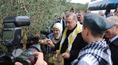 Cumhurbaşkanı Erdoğan Ve Eşi, Zeytin Topladı