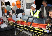 Domuz Sürüsü Facia Getirdi Açıklaması 3 Ölü, 2 Yaralı