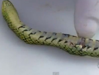 1.5 yaşındaki bebek zehirli yılanı öldürdü
