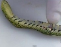 1.5 yaşındaki bebek zehirli yılanı öldürdü