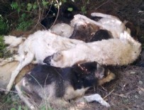 SOKAK HAYVANI - Onlarca köpeği öldürüp ormana attılar