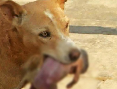 Başıboş köpek kahraman oldu