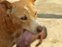 SOKAK KÖPEĞİ - Başıboş köpek kahraman oldu