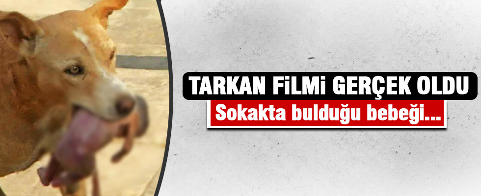 Başıboş köpek kahraman oldu