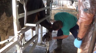 İnekler Manikür Ve Pedikür Olacak