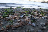 AMATÖR BALIKÇI - İzmit Körfezi'nde Yaşanan Balık Ölümleri Korkuttu