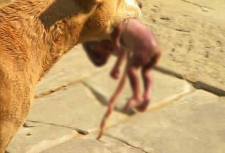 Başıboş köpek kahraman oldu