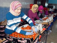 SERBEST BÖLGE - Aydın İhracatına Tarım Ve Hayvancılık Dopingi