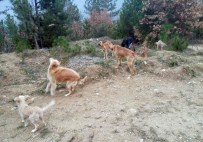 YAVRU KÖPEKLER - Sokak Köpeklerini Ormanda Açlığa Terk Ettiler