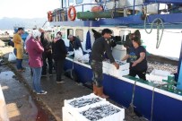 Amasra'da Hamsi 50 Kuruş