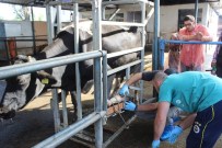 İBRAHIM AKıN - Aydın'ın İnekleri Bu Projeyle Daha Bakımlı Oluyor