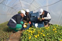 Büyükşehir Belediyesi 952 Bin Çiçek Ve Ağaç Üretti